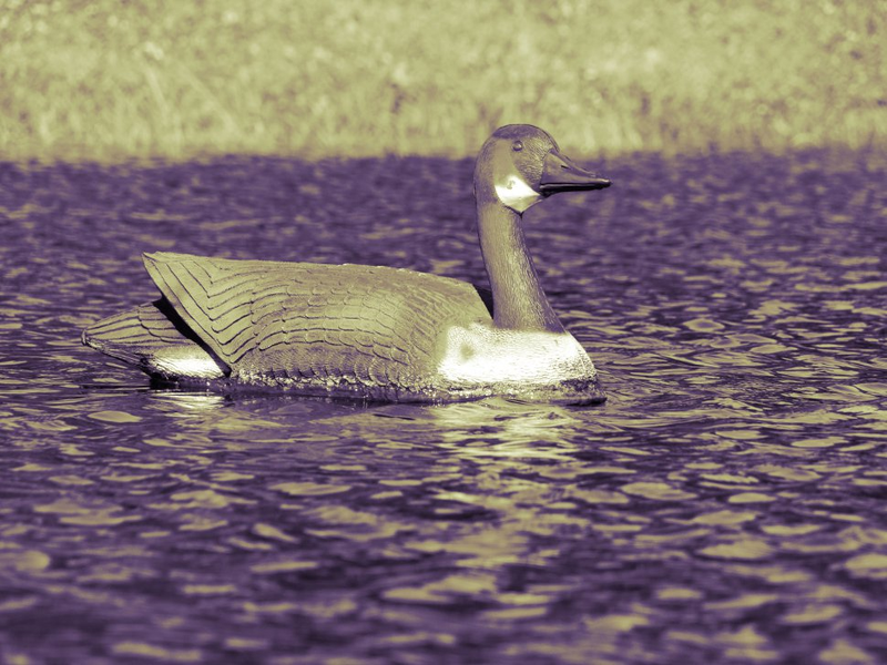 Illustration for article titled Shooting Challenge Gallery: Duotone I